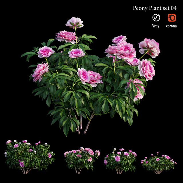 Peony plant set 04 — Descargar