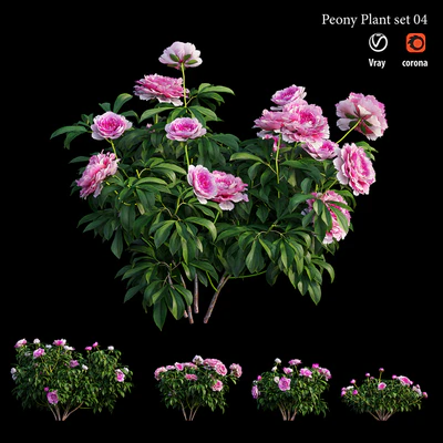 Peony plant set 04 — Ver 1