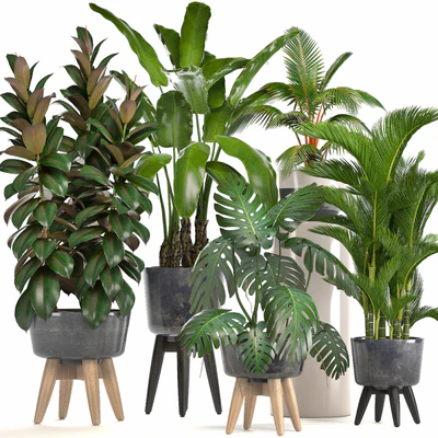 Collection of plants. Ficus, bushes, Banana, strelitzia, monstera, Rapis, palm tree, coconut tree, exotic plants, ficus abidjan, strelitzia, eco design — Ver 1