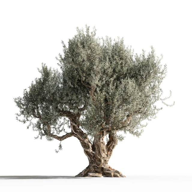 Дерево оливы 1 (Olive tree 1) — Скачать