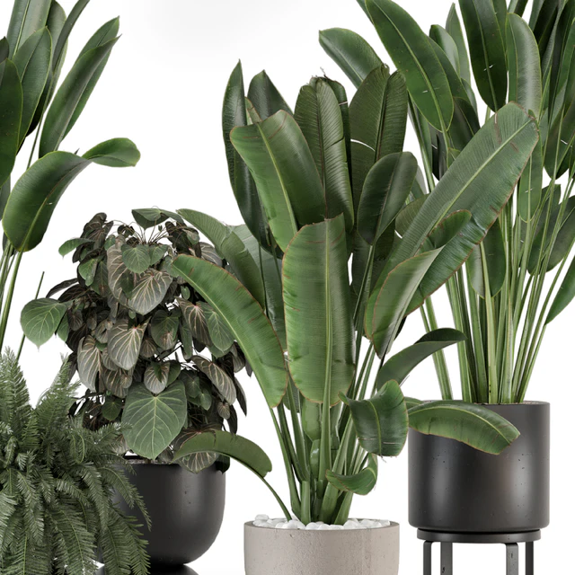 Indoor Plants in Ferm Living Bau Pot Large - Set 1256 — Download