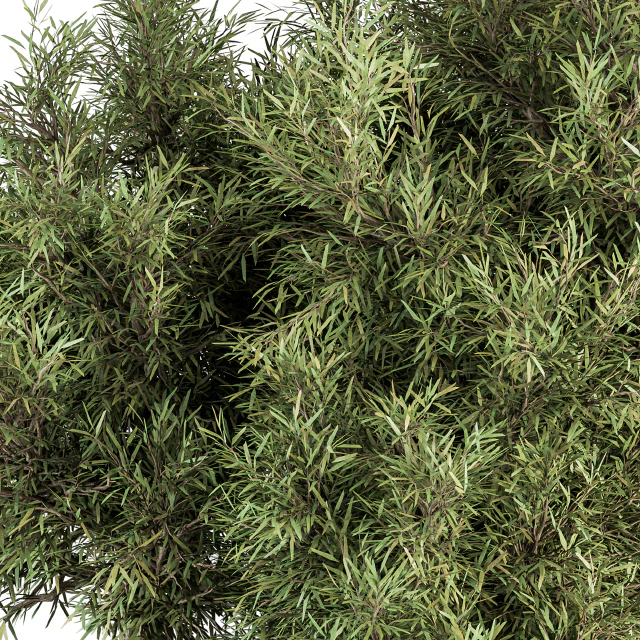 Needle Leaf Bush - Bush Set 32 — Скачать