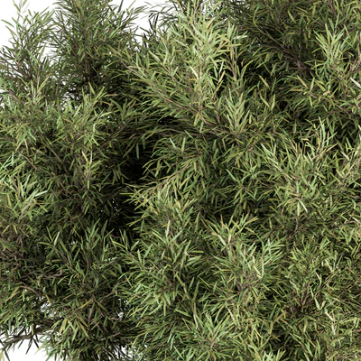 Needle Leaf Bush - Bush Set 32 — Вид 3