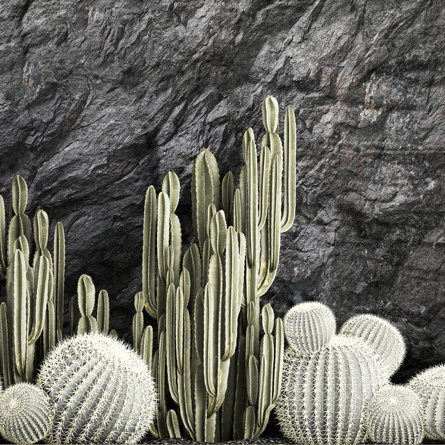 Растения пустыни кактусы с стеной скала,черная галька, Цереус, эхинокактус, круглый кактус. Коллекция растений 1279 — Скачать