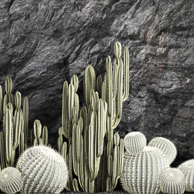 Растения пустыни кактусы с стеной скала,черная галька, Цереус, эхинокактус, круглый кактус. Коллекция растений 1279 — Вид 3