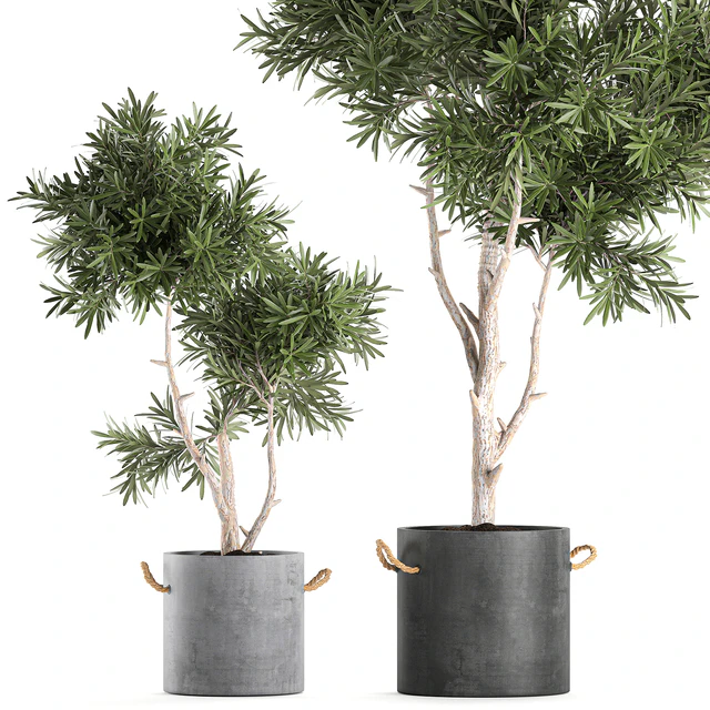 Decorative small tree in a black concrete pot, topiary. Set 741. — Descargar