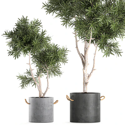 Decorative small tree in a black concrete pot, topiary. Set 741. — Ver 2