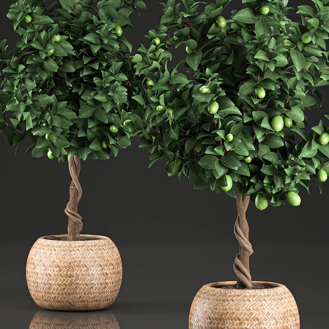 A beautiful small decorative Lemon tree in a round basket of rattan, citrus, lemons. Set 637. — Descargar