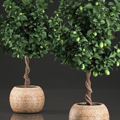 A beautiful small decorative Lemon tree in a round basket of rattan, citrus, lemons. Set 637. — Ver 4