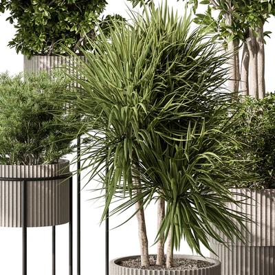Indoor Plant 532 -Tree in Pot — Вид 4