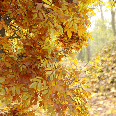 Autumn carya glabra (pignut hickory) — Ver 3