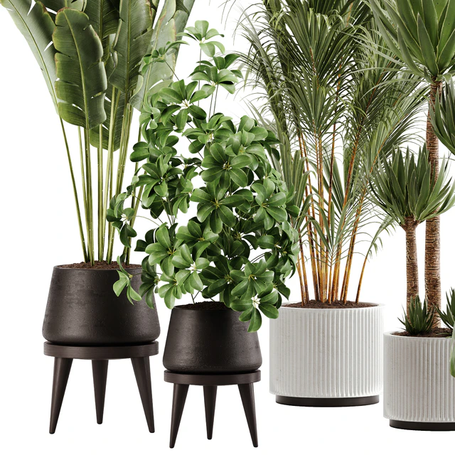 indoor plant Set 13 — Скачать