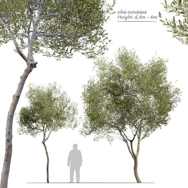 Olea europaea (Olive tree) — Скачать