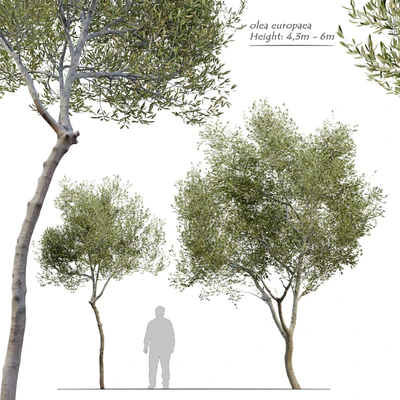 Olea europaea (Olive tree) — Вид 1