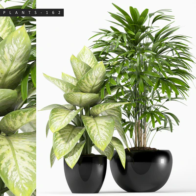 PLANTS 162 — Вид 1