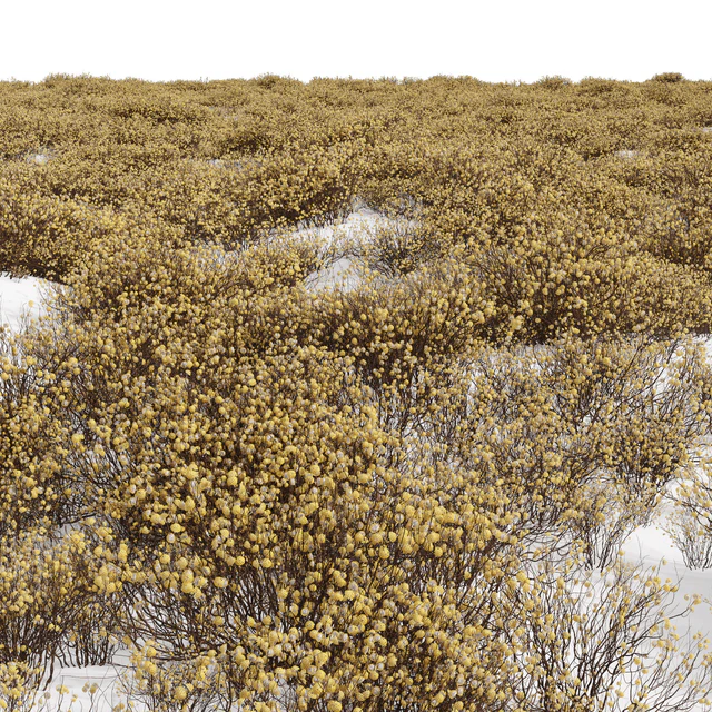 New Plant Edgeworthia Chrysantha Paperbush Viburnum Opulus Roseum Bush — Descargar