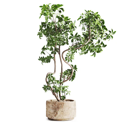 schefflera plant in Stone Pot — скачать