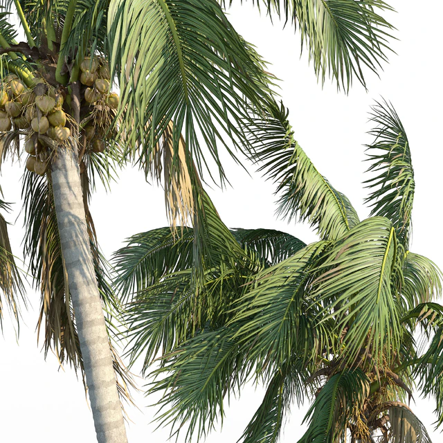 Cocos nucifera (кокосовая пальма) — Скачать