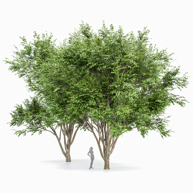 European Beech 2 Trees — Descargar