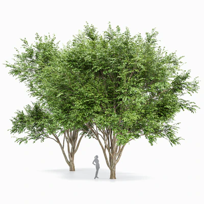 European Beech 2 Trees — Ver 1