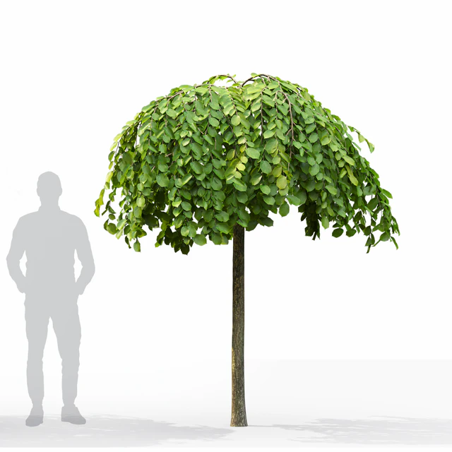 Elm — Скачать