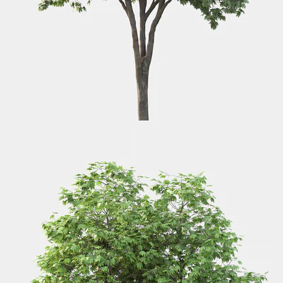 Acer — Ver 3