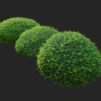 Boxwood 02 — View 4