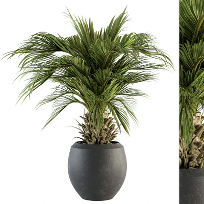 indoor Plant Set 133 - Palm Plant in Pot — Вид 1