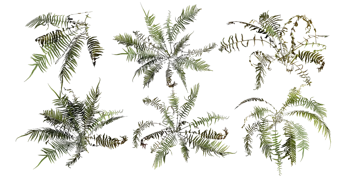 fern 006 — Скачать