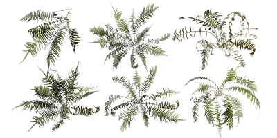fern 006 — Скачать