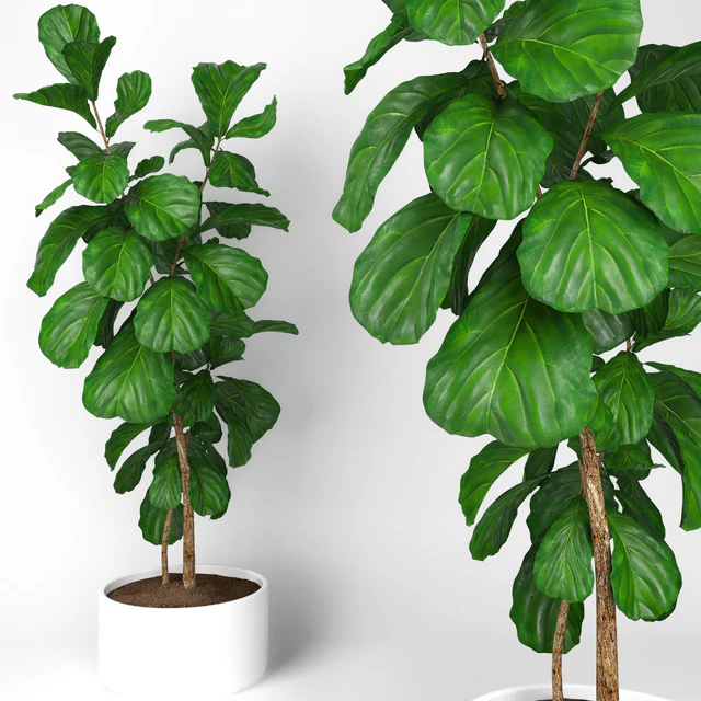 Fiddle leaf fig tree 3 — Descargar