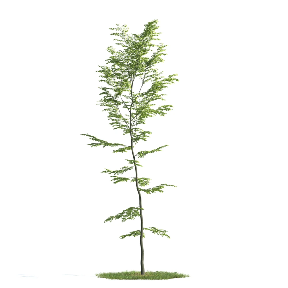 trees 037 — Скачать