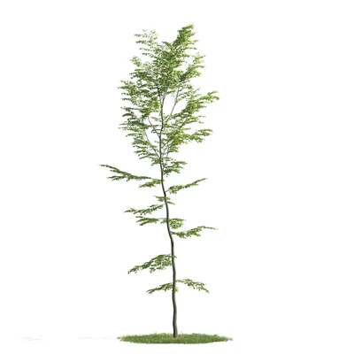 trees 037 — Скачать