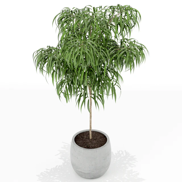 Plants collection 155 — Descargar