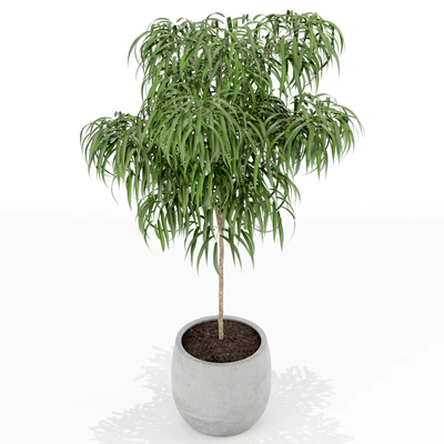 Plants collection 155 — Ver 2