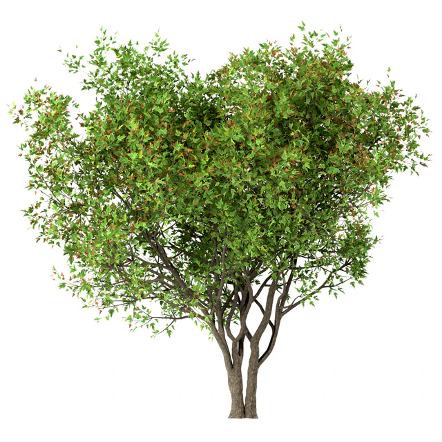 Set of Acer Ginnala Trees (Amur Maple) (4 Trees) — Скачать