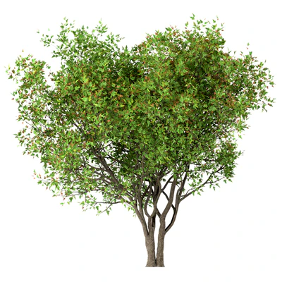 Set of Acer Ginnala Trees (Amur Maple) (4 Trees) — Вид 2