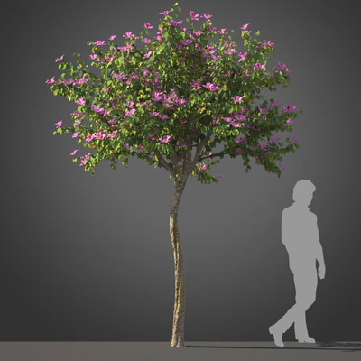 subtropical trees 024 — Descargar