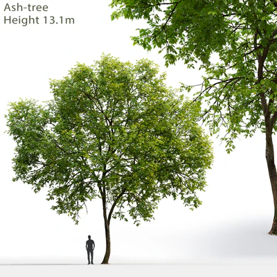 Ash-tree # 1 (17.1m) — Ver 1