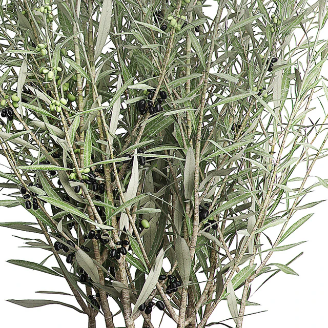 INTERIOR OLIVE TREE PACK 66 — Скачать