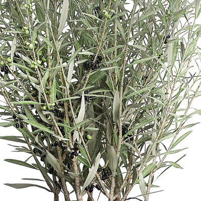 INTERIOR OLIVE TREE PACK 66 — Вид 3