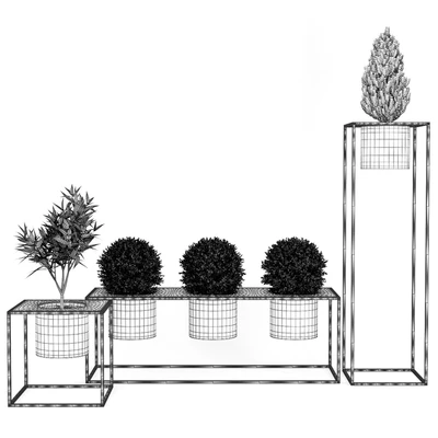 Box Plant — Вид 2