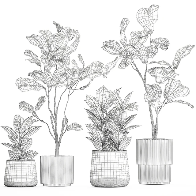 Set of beautiful trees in pots Ficus lyre, Ficus Lyrata and Ficus elastica, Ficus Robusta. 1244 — Descargar