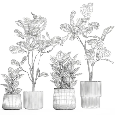 Set of beautiful trees in pots Ficus lyre, Ficus Lyrata and Ficus elastica, Ficus Robusta. 1244 — Ver 4