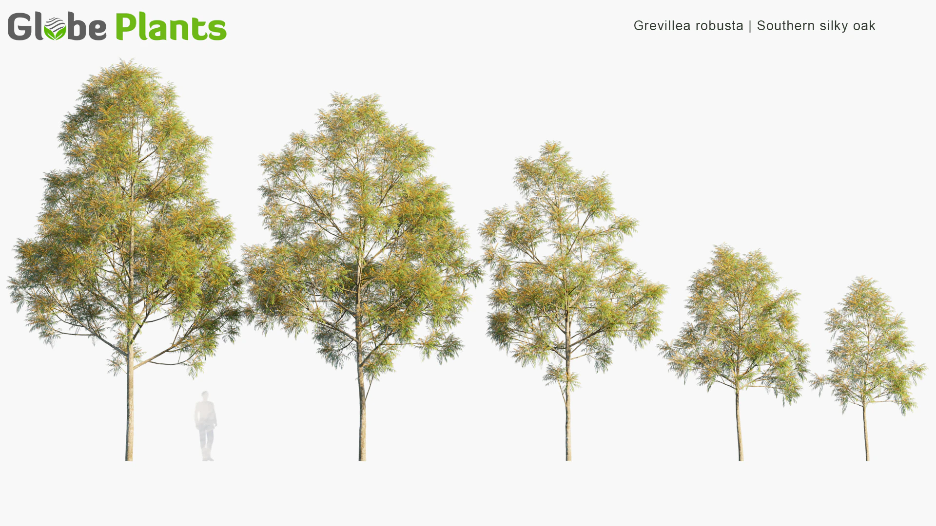 grevillea robusta — Download