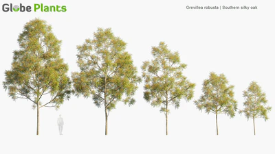 grevillea robusta — download