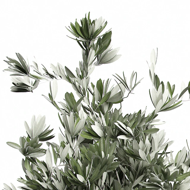 Flower Pack 123 - Olive Tree — Descargar
