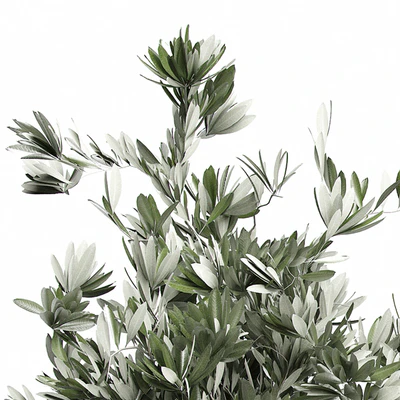 Flower Pack 123 - Olive Tree — Ver 2