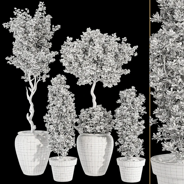Indoor Bohemian Olive Bonsai Tree and Bush in Pottery Pot 199 — Скачать