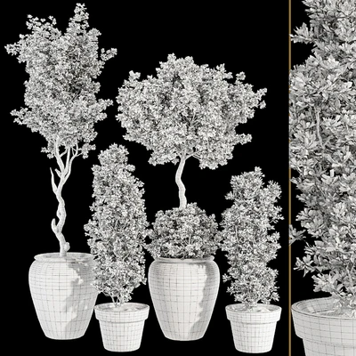Indoor Bohemian Olive Bonsai Tree and Bush in Pottery Pot 199 — Вид 4